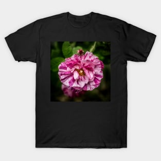 Raindrops On A Rose T-Shirt